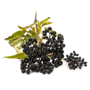 Elderberry